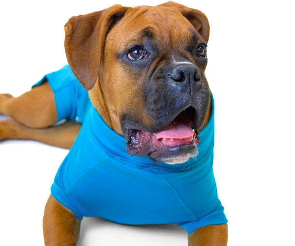VetMedWear Recovery Suit for Dogs - Post-Surgery & Wound Protection Suit Made of 95% Organic Cotton