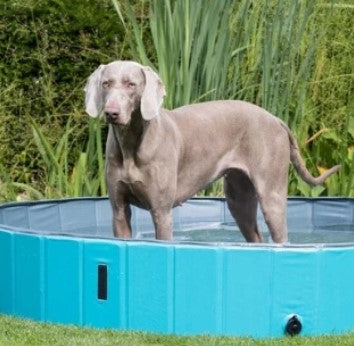 Dog Pool