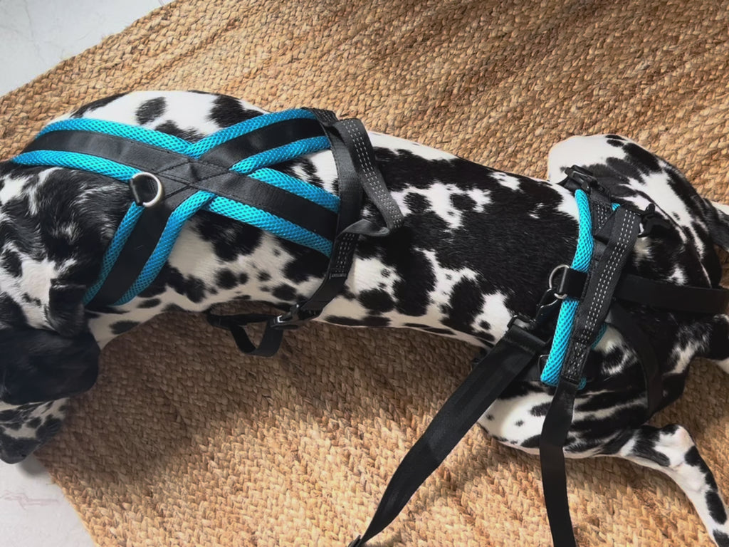 Best Dog Harnesses - Front, Rear and Full Body Support — ZOOMADOG