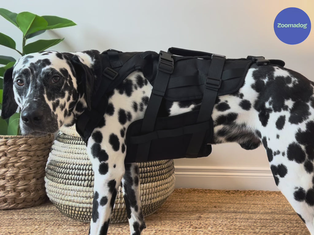 Best Dog Harnesses - Front, Rear and Full Body Support — ZOOMADOG