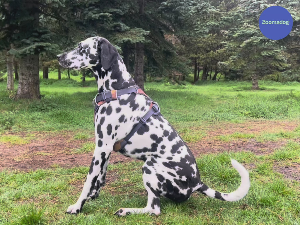 Best Dog Harnesses - Front, Rear and Full Body Support — ZOOMADOG
