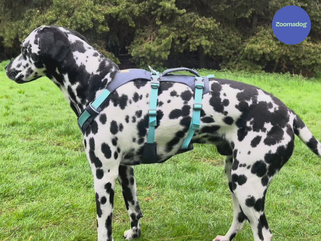 Best Dog Harnesses - Front, Rear and Full Body Support — ZOOMADOG