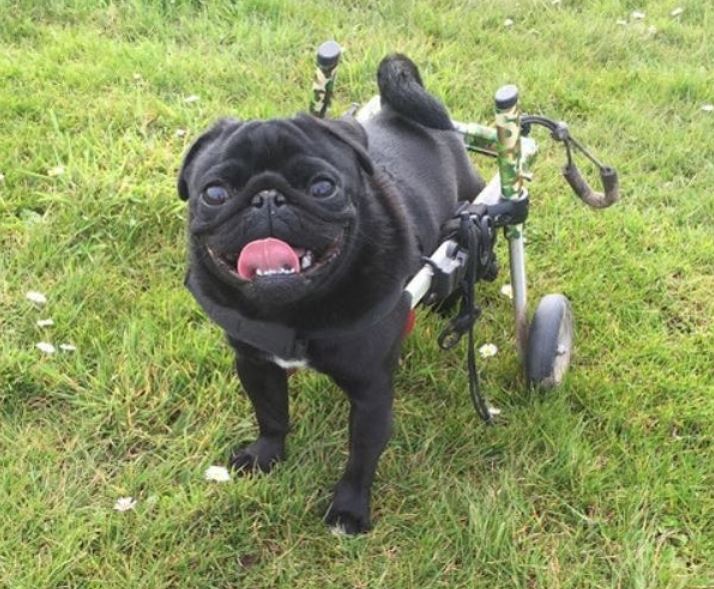 Pug Wheelchairs