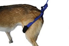 Rear Dog Harnesses to Aid Your Canine Companion