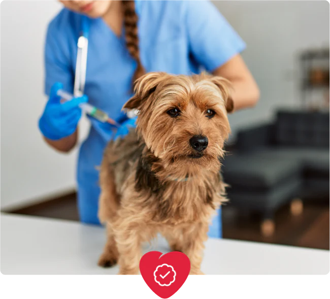 Meet UK Vet Rebecca O’Brien