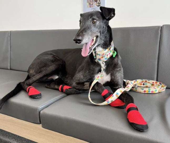 Best Greyhound Boots Socks ZOOMADOG