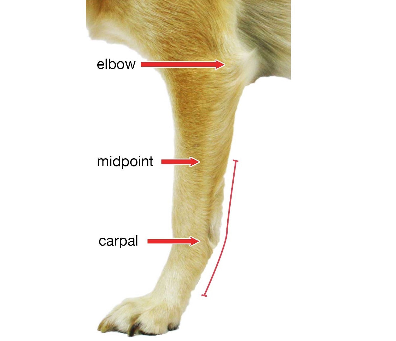 Walkin’ Dog Carpal Splint Sizes