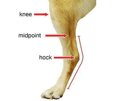 Measure the Walkin’ Dog Hock Splint
