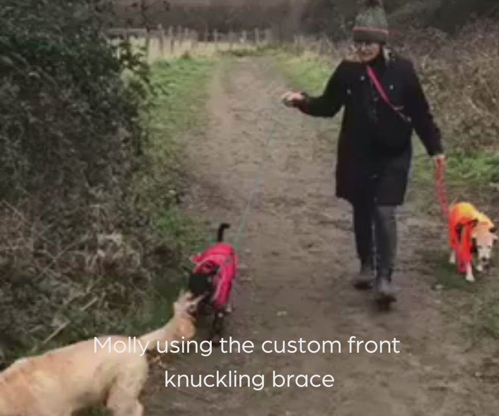 Best Dog Knuckling Boots & Braces — ZOOMADOG