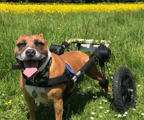 Dog Wheelchair & Dog Wheels UK