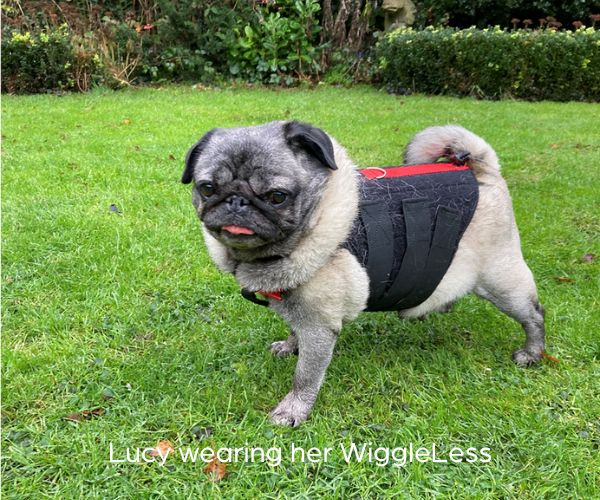 WiggleLess Back Brace Dog Back Brace (firm support) — ZOOMADOG