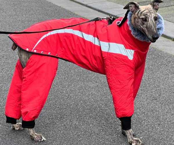 Staffy raincoat 2025