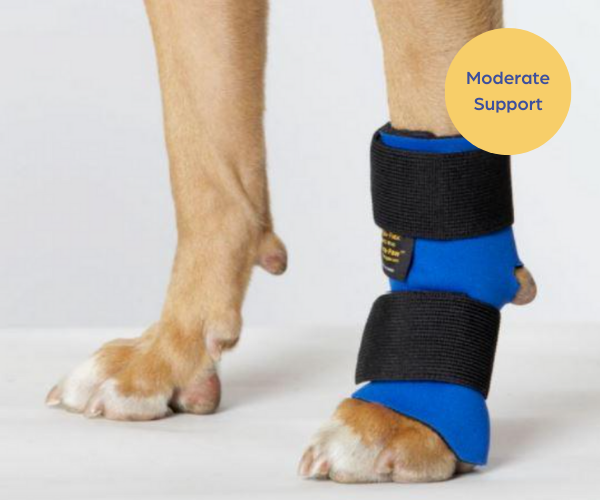 Dog sales support bandage