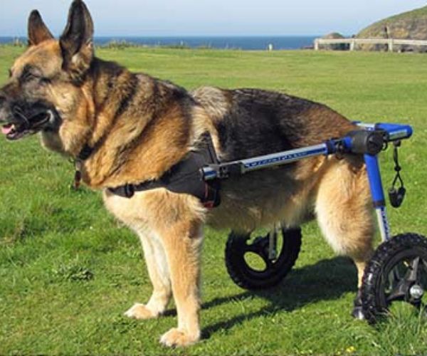 German Shepherd Dog Wheelchair UK Walkin Wheels — ZOOMADOG