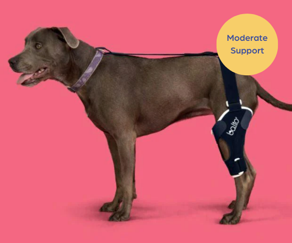 Balto® Jump - Cruciate Ligament Knee Dog Brace — ZOOMADOG