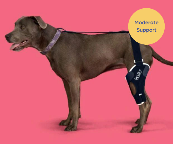 Best Dog Cruciate Ligament Knee Braces