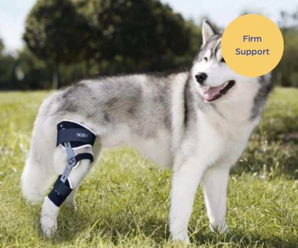 Balto® Ligatek Adjustable Hinged Dog Knee Brace — ZOOMADOG