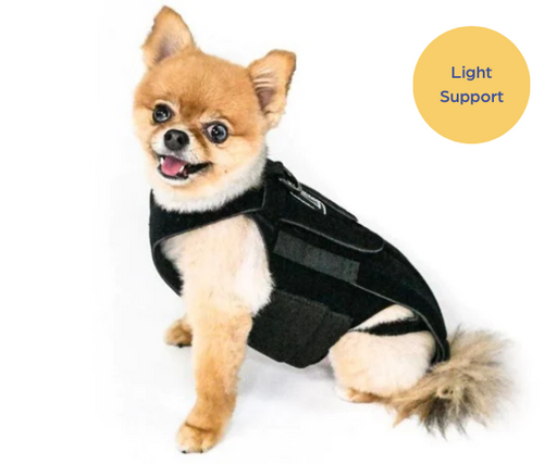 Dachshund back top support harness