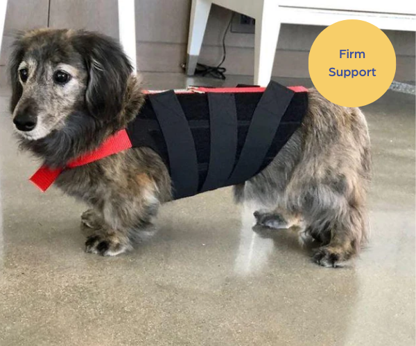 WiggleLess Back Brace Dog Back Brace (firm support) — ZOOMADOG