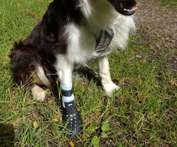 WagWear Mojave Breathable Rubber Dog Boots for Extra Grip Paw