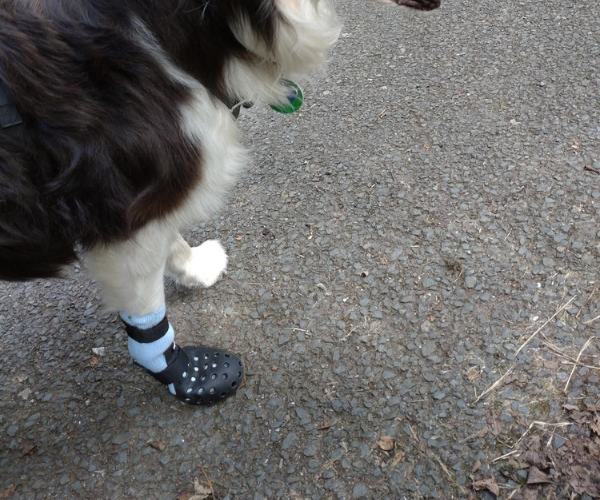 Dog rubber boots deals