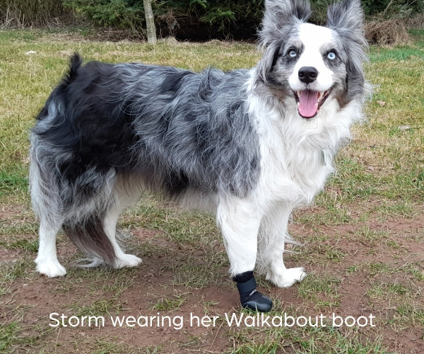 Walkabout Protective Dog Boots (single boot)