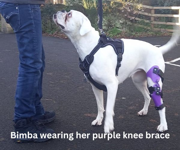 Custom Made Dog Knee Brace UK