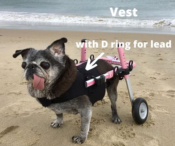 Pug Dog Wheelchair - Walkin Wheels