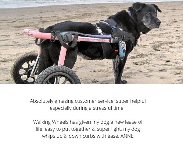 Dog Wheelchair UK - Walkin Wheels