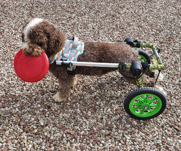 Pneumatic Air Tyres - Dog Walkin' Wheelchair (Set of Two)