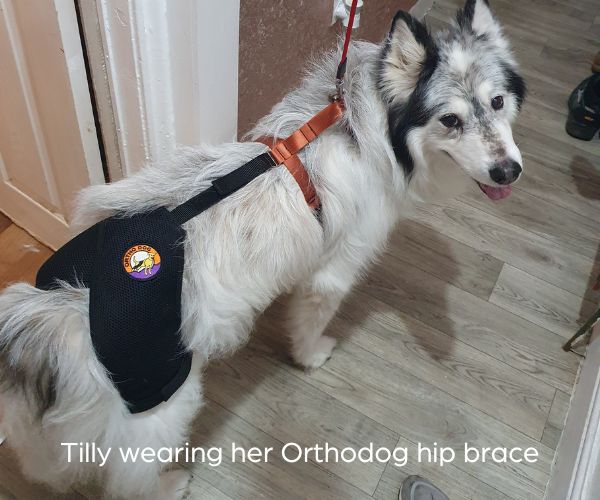 Orthodog Dog Hip Brace