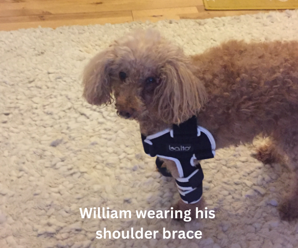 Dog Shoulder Brace Wrap