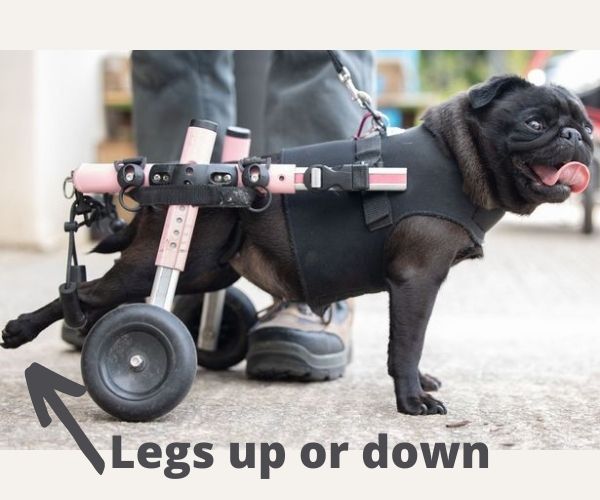 Pug Dog Wheelchair UK - Walkin Wheels