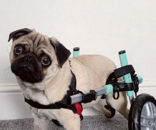 Pug Dog Wheelchair - Walkin Wheels