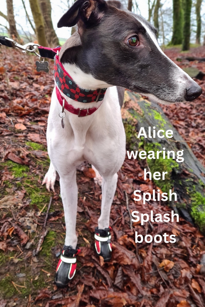 Hunnyboots Splish Splash (fleece lined) Set of Two Greyhound