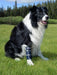 Balto® Bone - Fractured Dog Leg Bone Brace (With Removable Splints) - ZOOMADOG