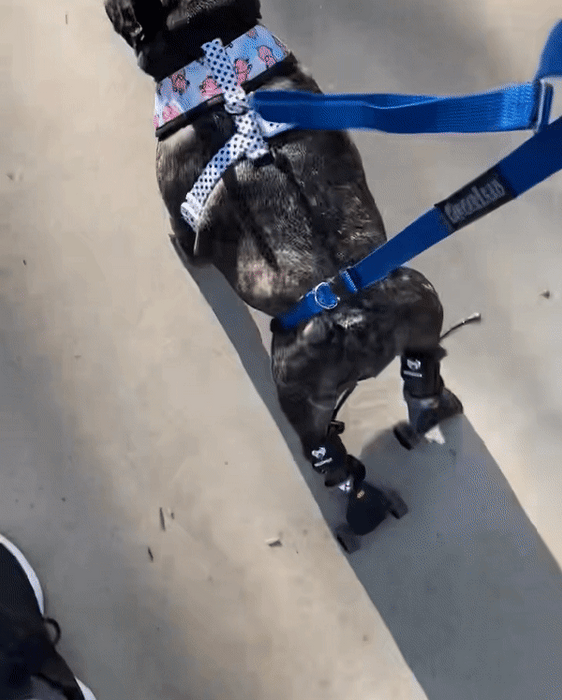 Maximus Skates - A Pair (two skates) in Blue for Wheelchair Dogs