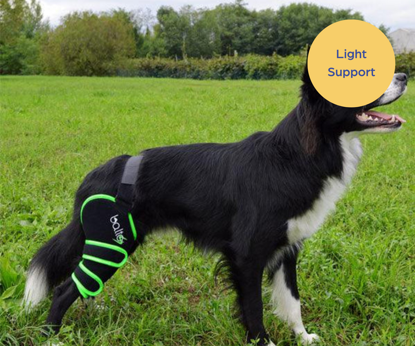 60% Discount - Balto® Agile Knee Compression Dog Wrap for Sport Activities -