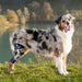 Balto® Ligatek - Adjustable Hinged Dog Knee Brace - ZOOMADOG