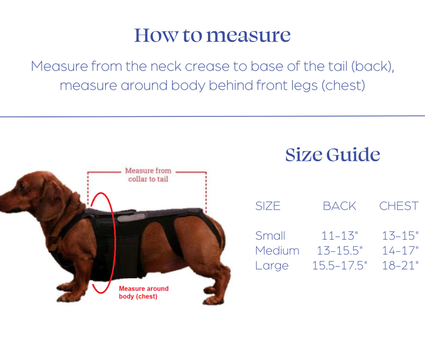 L'il Back Bracer - Dog Back Brace (light support) — ZOOMADOG