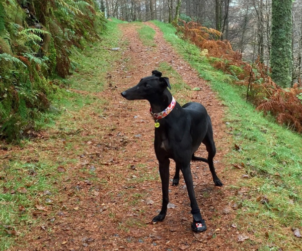 Therapaw top greyhound boots