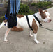 Walkabout Rear Amputee Dog Harness - ZOOMADOG