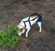 Walkabout Rear Amputee Dog Harness - ZOOMADOG