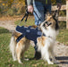 Balto® Body Lift - Dog Body Harness with Handles - ZOOMADOG