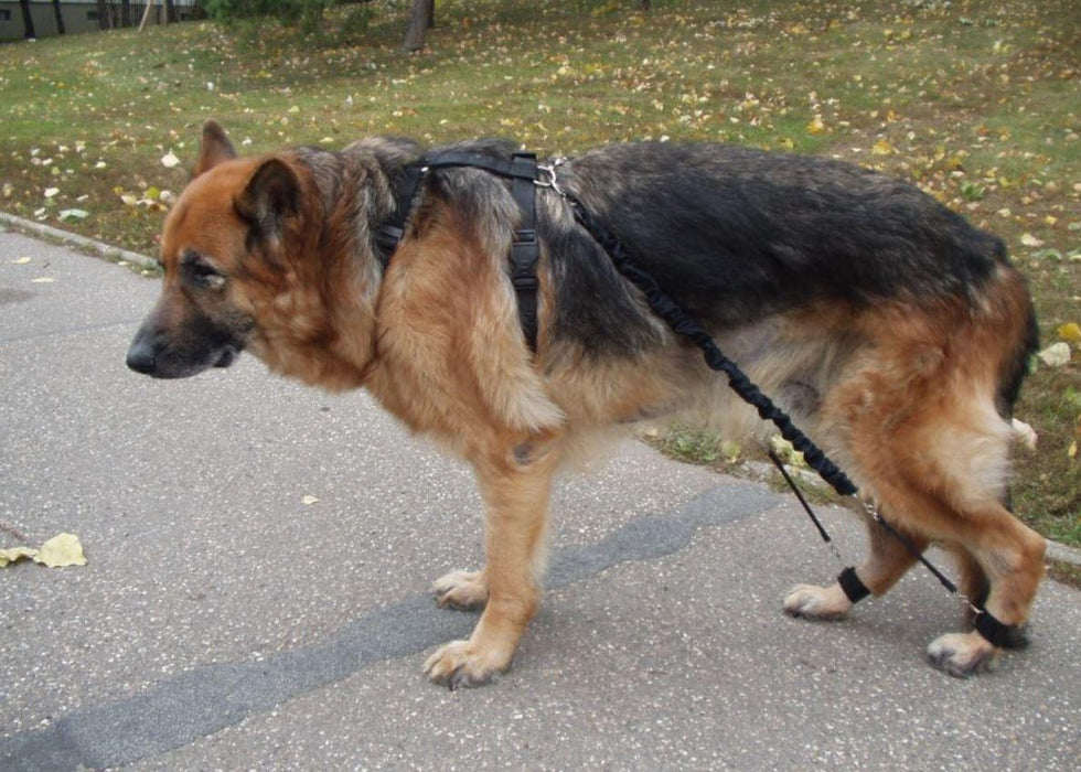 Biko Physio Dog Brace (Nerve Damage or CDRM) - ZOOMADOG