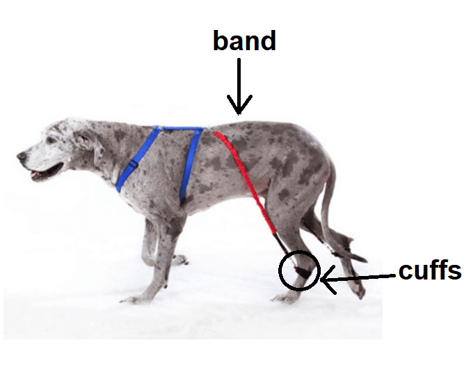 Biko Physio Dog Brace (Nerve Damage or CDRM) - ZOOMADOG