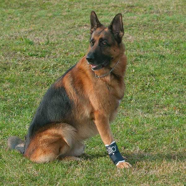 Balto® Joint Dog Carpal Compression Band - Firm to Full Support with Removable Splints - ZOOMADOG