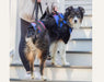 Walkin' Lift Combo Dog Harness - Front & Rear - ZOOMADOG