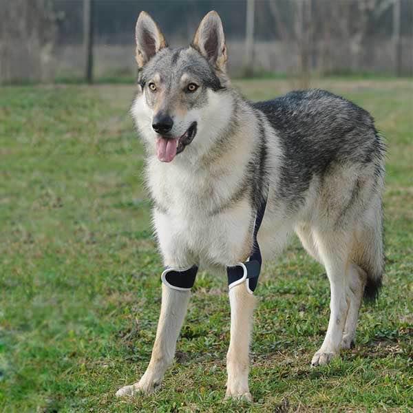 Balto® Soft Plus - Dog Double Elbow Brace (Moderate Support) - ZOOMADOG