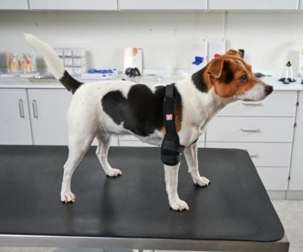Kruuse Rehab Pro Dog Elbow Protector (moderate)